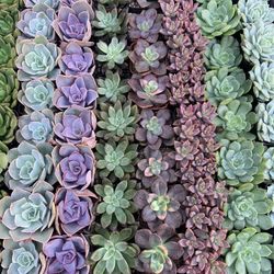 Premium 2 Inch Succulents