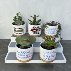 small succulent gift plants with decorated ceramic pots