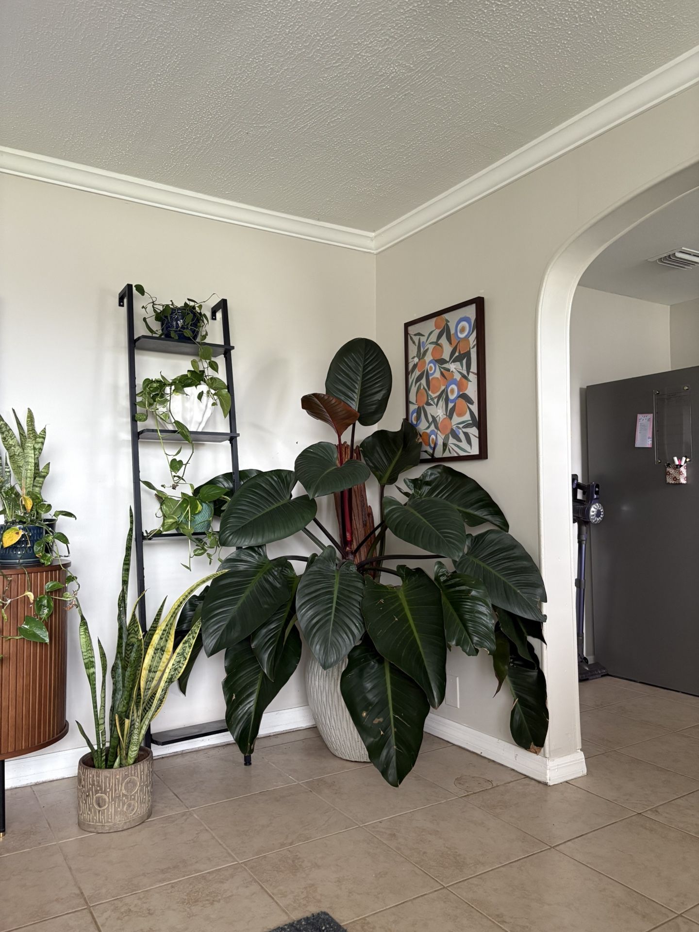 Plant Philodendron