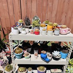 Cute succulents
