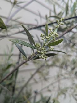 Tree Organic Olive  Price Negotiable