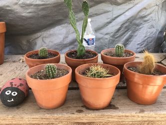Cactus Planta