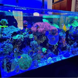 strategy a Top Fish Tank Setup – Great Design and Quality