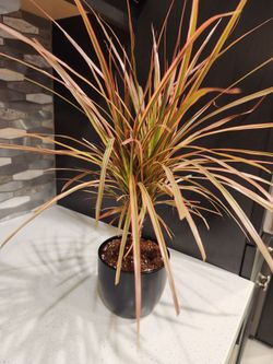 Dracaena Marginata Plant in Black Pot