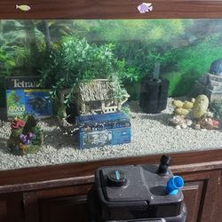 Fish Tank 