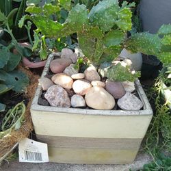 Planta Captus