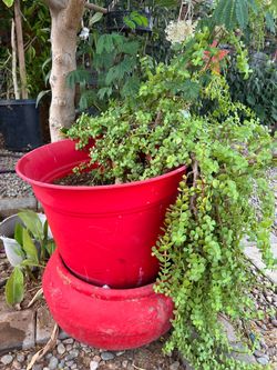 Jade Plant in Red Plastic Pot