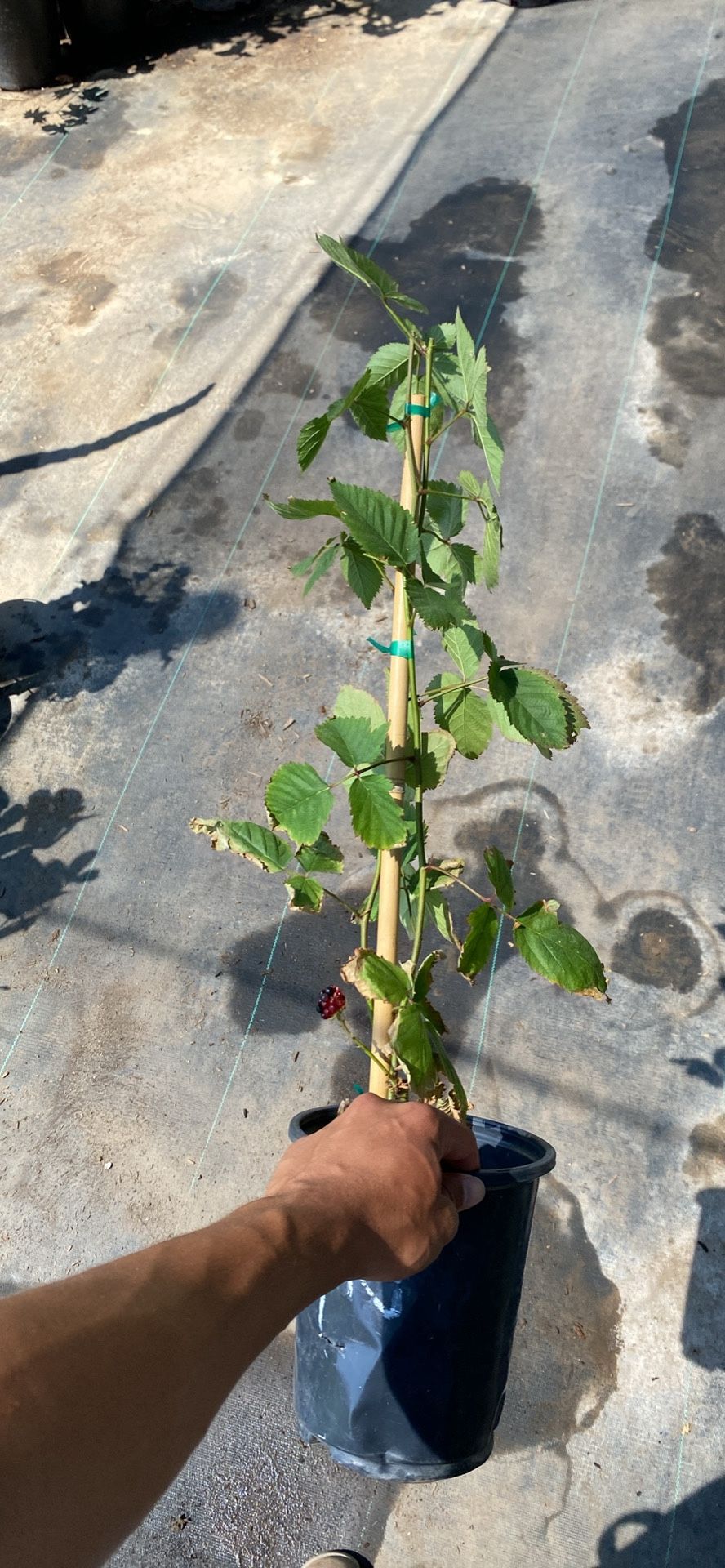 Blackberry Plant 1gl