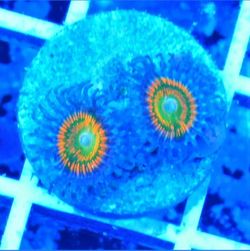 Sunny D Zoanthid frags