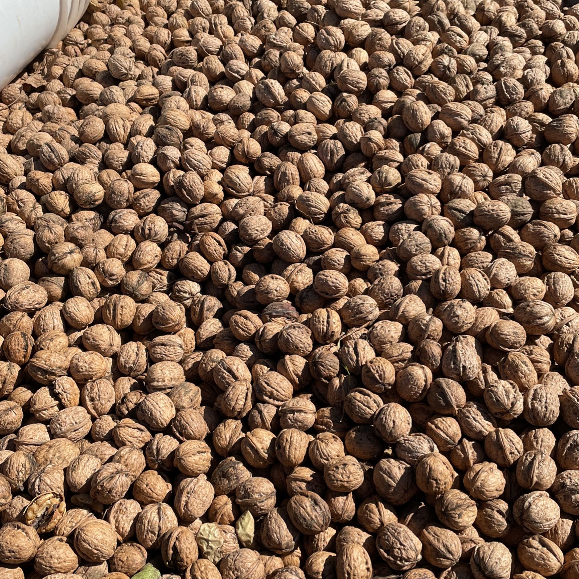 English Black Walnuts for Sale in Sacramento, CA OfferUp