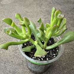 Ogre ‘Shrek’ Ears Succulent (8 Available)