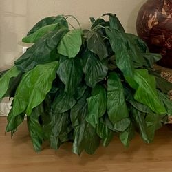 24” Tall Artificial Large Leaf Full Philodendron Silk Plant (Peace Lily)