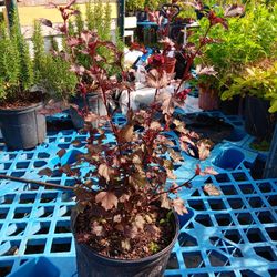 Cranberry Hibiscus Plant 3gal 