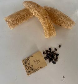 Luffa and seeds
