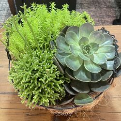 Succulent Arrangment.