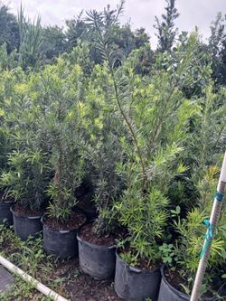 Podocarpus Hedges 4-4.5'ft 🌸 $19