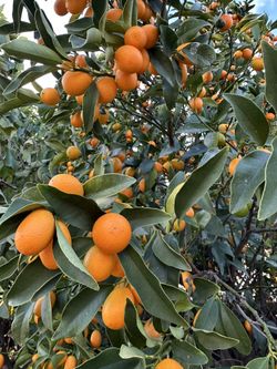 kumquat fruits for sale
