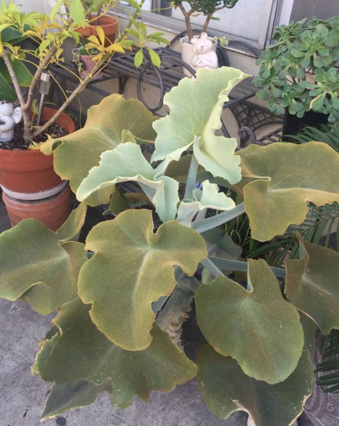 Large succulent plant (elephant ears)