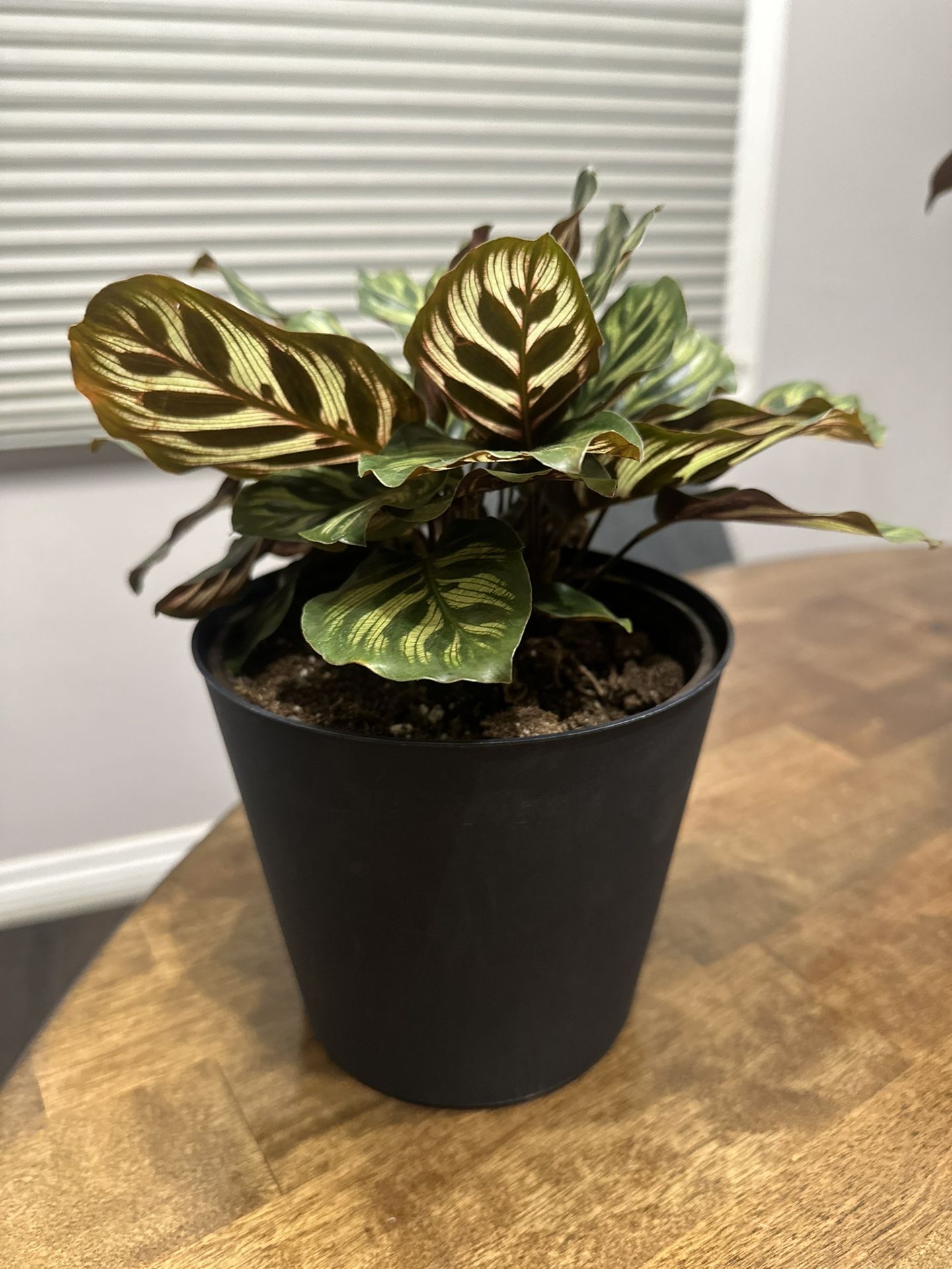 Peacock Calathea Plant in 6” Plastic Pot