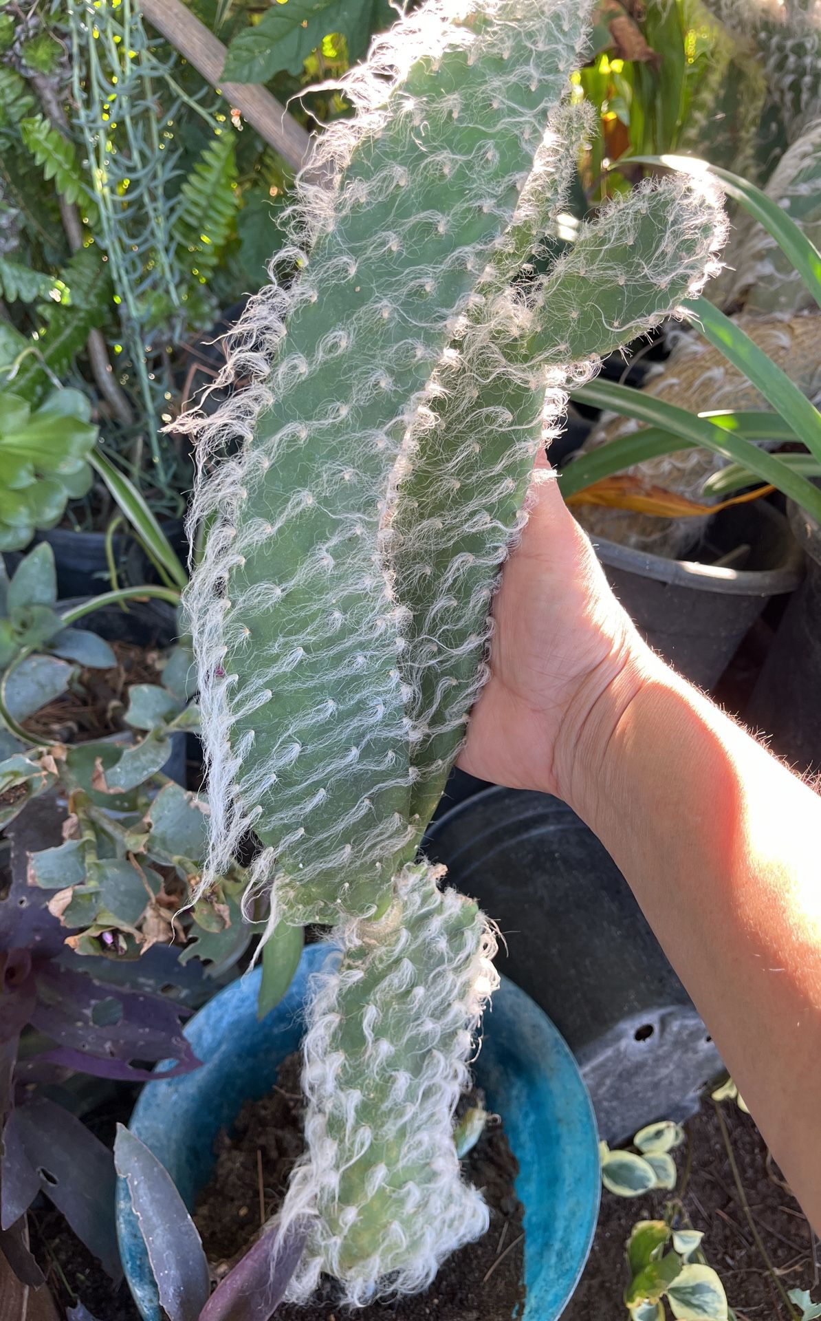 Planta cactus de la viejita