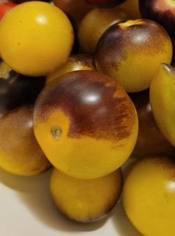 Extremely Rare Organic Indigo Gold Berries Tomato Plants! 2026 SEASON EARLY RELEASE!