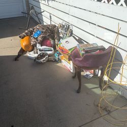 Free Stuff