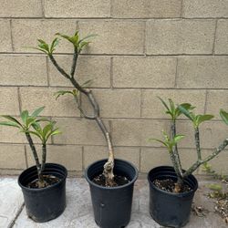 Young Plumeria Tree 1-2 Feet Tall $15 each