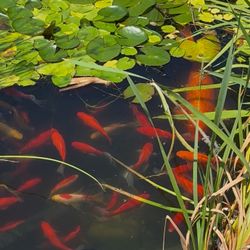 Free Goldfish For Pond. Many Different Sizes