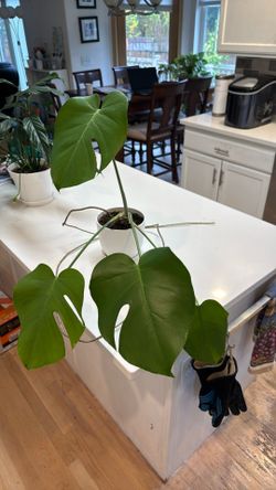 Healthy Monstera In White Pot