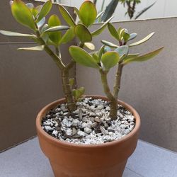 “Jade” Crassula Ovata (~20) 