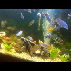 150 Gallon Aquarium Fish Tank