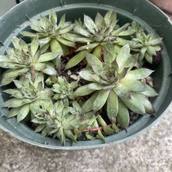 Plant For Out Side $6