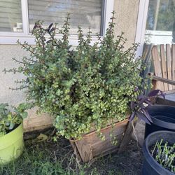 Old 24 Inches Wood Planter Full Of Succulents 