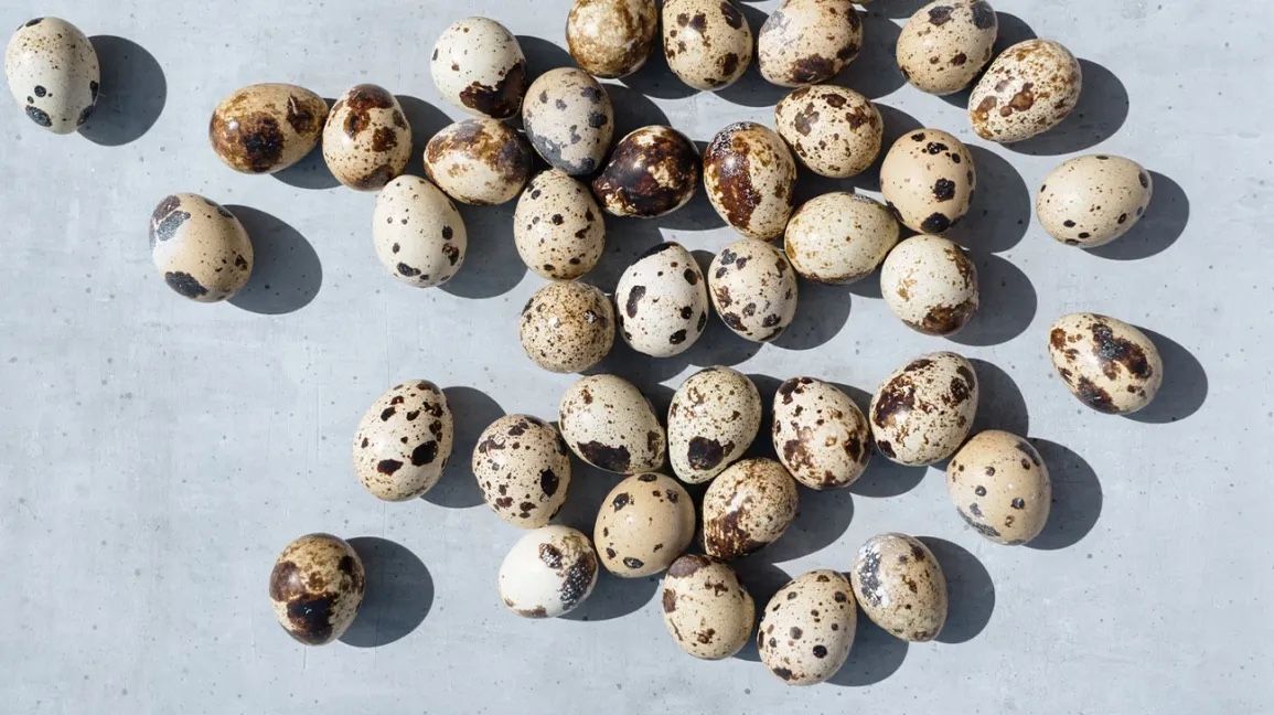 Fresh Quail Eggs For Sale