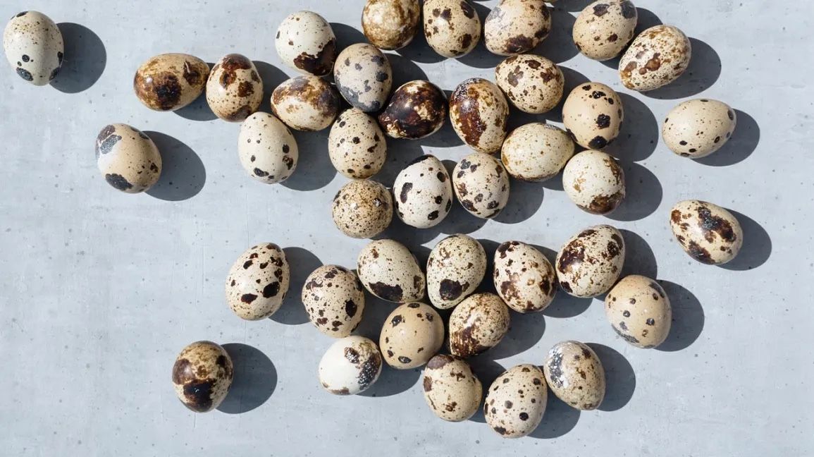 Fresh Quail Eggs For Sale 