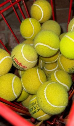 Tennis Balls  For Your Dog- 25 Cents!