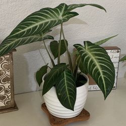 Caladium lindenii 'Magnificum'/live Plant/trending Plant/white Ceramic Pot/home And Garden Decor/te