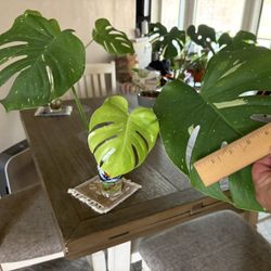 Variegated Thai Monstera Deliciosa Cuttings