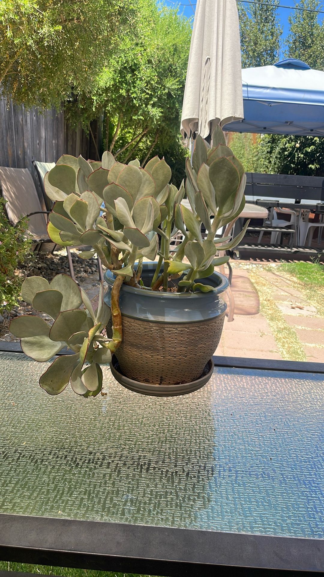 Plant with Planter