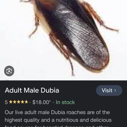 Feeder Insects (Dubia Roaches)