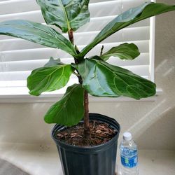 House Plant, Nice Home Decoration, Indoor Plant