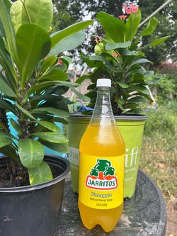 Corona de cristo