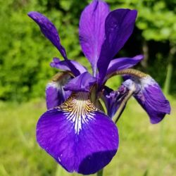 Siberian Iris