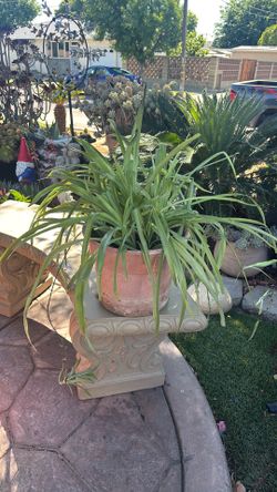 GREEN SPIDER PLANT
