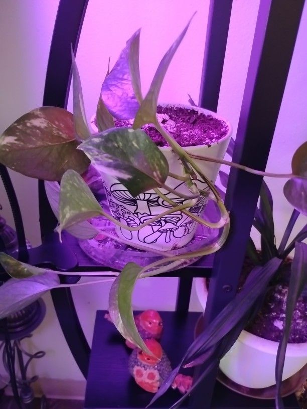 Plant