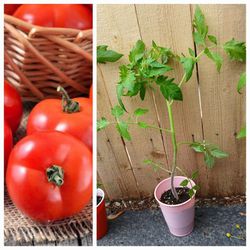 Big Boy Tomatoes Plants