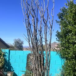Free Ocotillo Tree