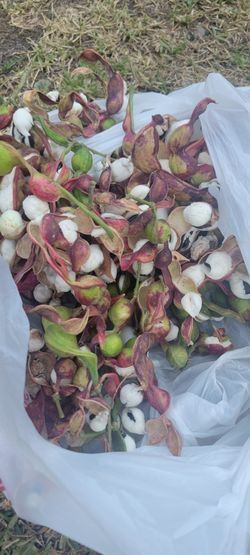 Fresh Guamuchil