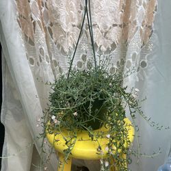 String of dolphins 🐬 plant 🌱