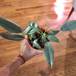 Silver Sword Philodendron